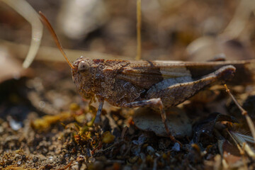 macro close-up of a grasshopper