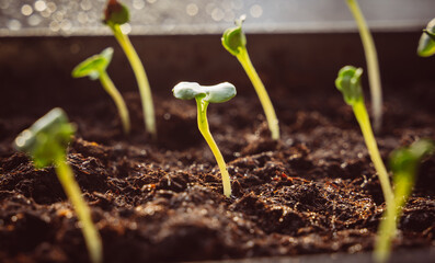 seedlings on the windowsill in the sunshine