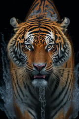 Portrait Photo of a Tiger running though water