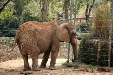 An African elephant lives in a zoo in Israel.