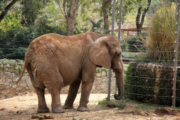 Fototapeta premium An African elephant lives in a zoo in Israel.