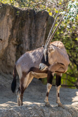 Gemsbok Oryx gazella in a beautiful zoo in the center of the Mexican capital, Mexico City.