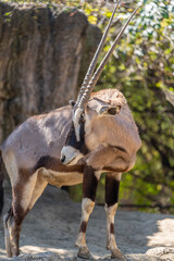 Gemsbok Oryx gazella in a beautiful zoo in the center of the Mexican capital, Mexico City.