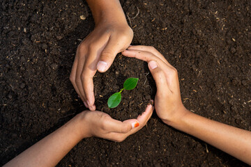 Three hands holding the plant seeds together. The concept of protecting the environment