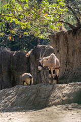 Gemsbok Oryx gazella in a beautiful zoo in the center of the Mexican capital, Mexico City.