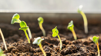 Melon seedlings in a tray, Sprouted seedlings are planted on black tray in the greenhouse.