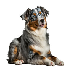 Animal Australian Shepherd dog Design Elements Isolated Transparent Background: Graphic Masterpiece, Clear Alpha Channel for Overlays Web Design, Digital Art, PNG Image Format (generative AI