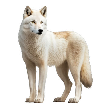 Animal Arctic Wolf Design Elements Isolated Transparent Background: Graphic Masterpiece, Clear Alpha Channel for Overlays Web Design, Digital Art, PNG Image Format (generative AI