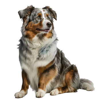 Animal Australian Shepherd dog Design Elements Isolated Transparent Background: Graphic Masterpiece, Clear Alpha Channel for Overlays Web Design, Digital Art, PNG Image Format (generative AI