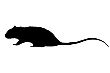 silhouette of a rat