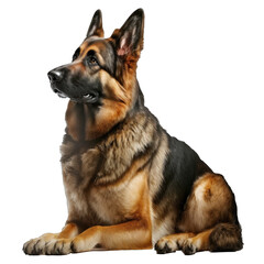 Animal German Shepherd dog Design Elements Isolated Transparent Background: Graphic Masterpiece, Clear Alpha Channel for Overlays Web Design, Digital Art, PNG Image Format (generative AI