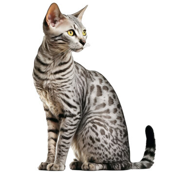 Animal Egyptian Mau cat Design Elements Isolated Transparent Background: Graphic Masterpiece, Clear Alpha Channel for Overlays Web Design, Digital Art, PNG Image Format (generative AI
