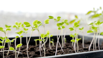 Melon seedlings in a tray, Sprouted seedlings are planted on black tray in the greenhouse.
