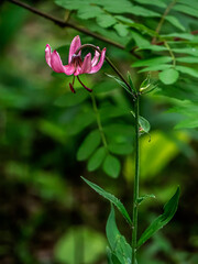 Lily martagon, a beautiful forest pink flower