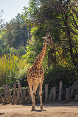 Beautiful giraffe in the zoo of the capital of Mexico.