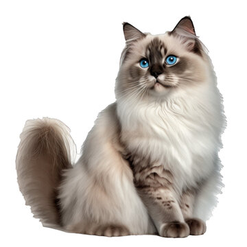 Animal Ragdoll cat Design Elements Isolated Transparent Background: Graphic Masterpiece, Clear Alpha Channel for Overlays Web Design, Digital Art, PNG Image Format (generative AI