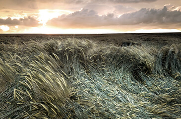 wheat field in the storm, wheat field destroyed, cornfield, wheat flour, rye flour, grain, corn,...