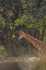 Beautiful giraffe in the zoo of the capital of Mexico.