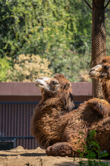 Dromedary Camel rest in a beautiful zoo in the center of the Mexican capital, Mexico City.