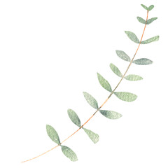 green leaves isolated