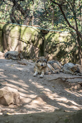 Mexican wolf rest in a beautiful zoo in the center of the Mexican capital, Mexico City.