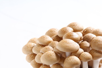 オルニチンをたくさん含んだブナシメジ