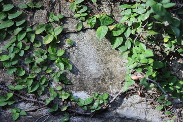 stone wall in overgrown leaves