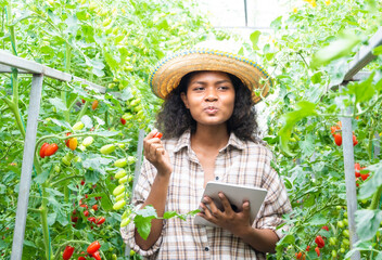 young business owner organic tomato farm , modern agriculture