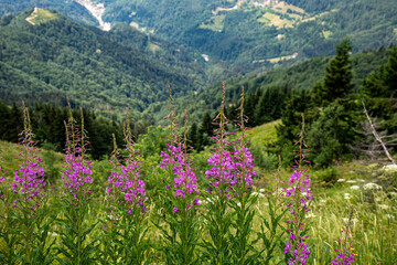 Fototapeta premium Chamaenerion angustifolium growing in mountains 