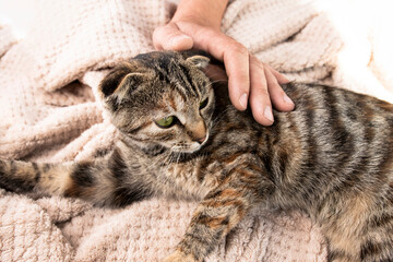 A man's hand strokes a sick striped domestic cat. Unhealthy, sad pet.