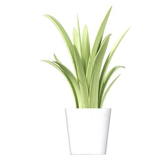 decorative flowers and plants for the interior, isolated on white background, 3D illustration, cg render