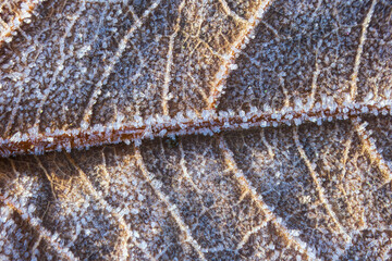 Close-up of frost textures on the leaf. Frost needles
