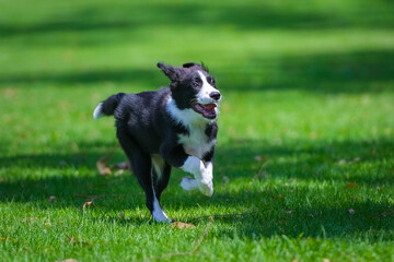 Border Collie puppy