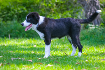 Border Collie puppy