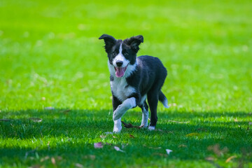 Border Collie puppy
