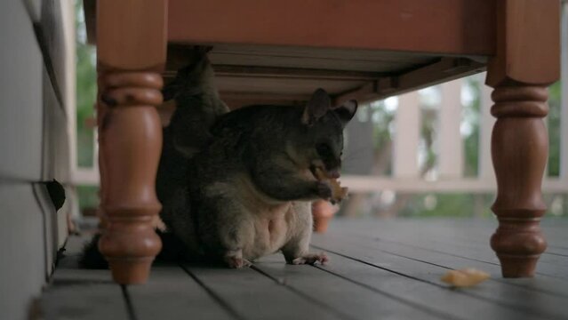 
Mother and baby, Australian Common Brushtail Possum, feeding on mango

