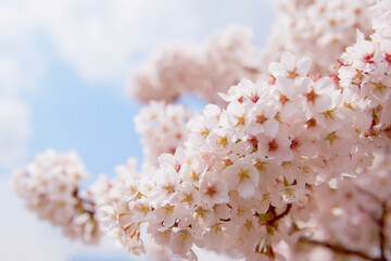 SAKURA-SOMEIYOSHINO-Cherry blossoms in full bloom softly in the warm spring blue sky. Expressing a pale natural cherry color.桜〜染井吉野〜暖かな春の青空にふわりと満開の桜。淡い自然な桜色。