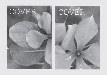 Cover set floral stylized Catharanthus roseus flower