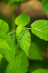 The white-legged damselfly  (lat. Platycnemis pennipes) (male), of the family Platycnemididae. Central Russia.