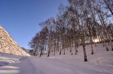 winter morning, sunset  among mountains and birch grove.