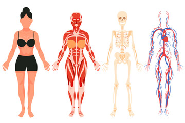 Anatomy of adult woman flat icons set. Science about human body, vein and nervous system, muscle and bones