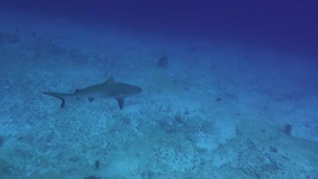 Reef shark swims swiftly underwater in Maldives. Despite their voracious disposition, reef sharks are quite peaceful towards humans. We are too big to be treated as prey.