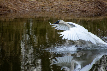 A trumpeter swan taking off