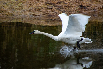 A trumpeter swan taking off