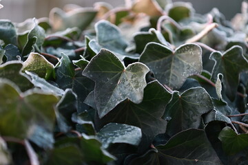 Ivy with frost. Frosty winter morning.