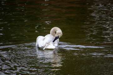 A trumpeter swan swimming in a rive