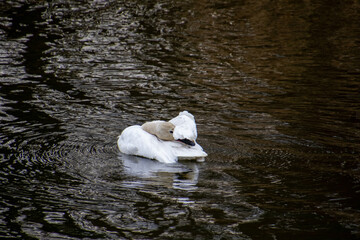 A trumpeter swan swimming in a river