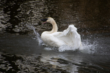 A trumpeter swan swimming in a rive