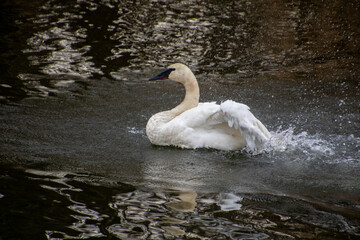 A trumpeter swan swimming in a rive