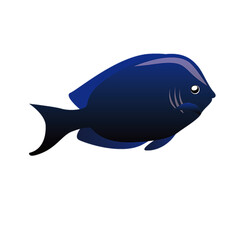 fish on a white background